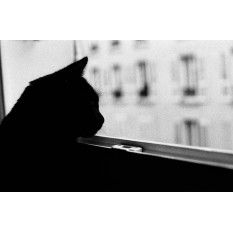 © Corentin Contal