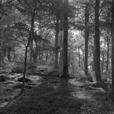 © Stuart Heath