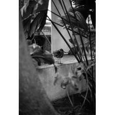 Pellicule Nation Photo 400BW 
35mm